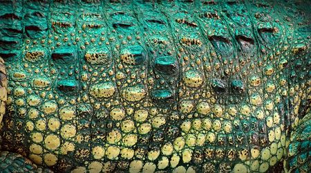 Close-up of crocodile skin - abstract organic texture background の写真素材