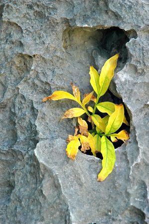 The young plant grows rock - detailの写真素材