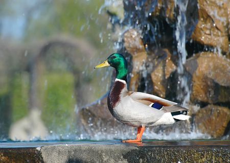 A Duck standing on the fountain .の写真素材