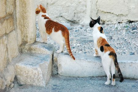 Two cats on the street in Rhodes, Greece