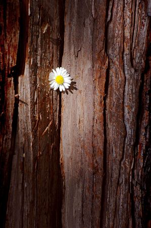 Daisy flower on the tree barkの写真素材