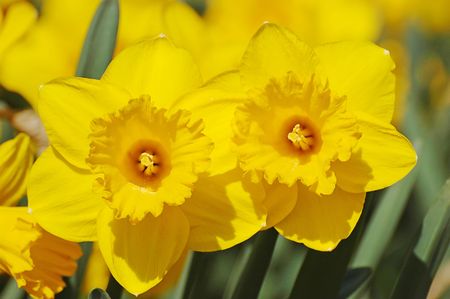 A yellow narcissus flowers and green leaves