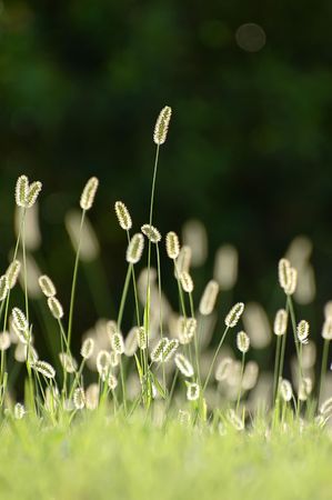 Sunlight shining through over the green grass