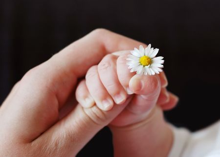 A small child's hand holding a daisyの写真素材