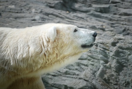 The polar bear at the zooの写真素材
