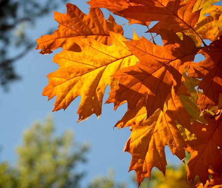 Colours of Autumn - colorful leaves