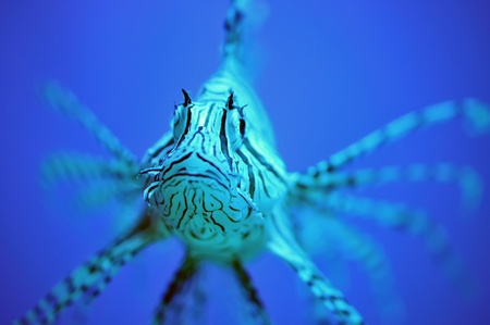 The lionfish in the aquariumの写真素材