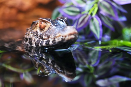 The small caiman in waterの写真素材
