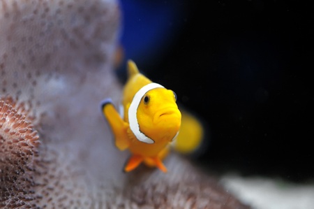 The Marine Fish - Ocellaris clownfishの写真素材
