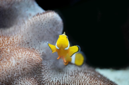 The Marine Fish - Ocellaris clownfishの写真素材