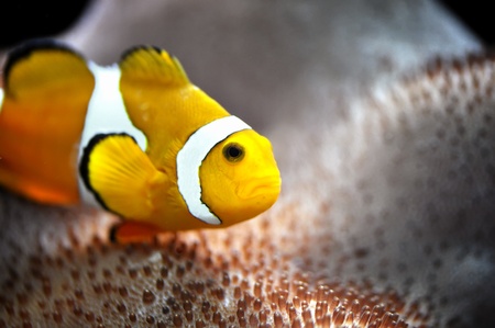 The Marine Fish - Ocellaris clownfishの写真素材