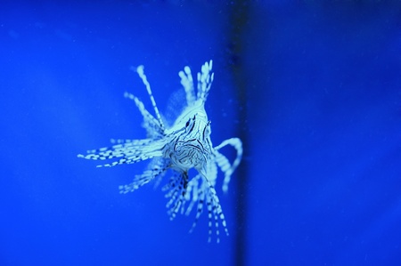 The lionfish in the aquariumの写真素材