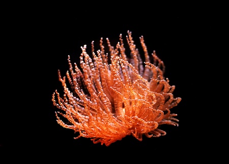 Red sea anemone in a aquariumの写真素材