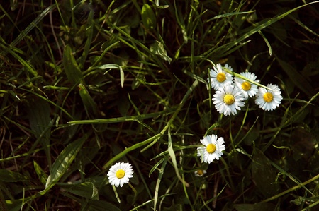 A daisy in the dark grass .