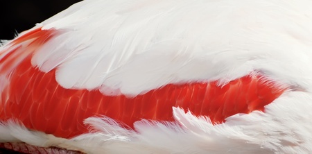The detail - color flamingo feathersの写真素材