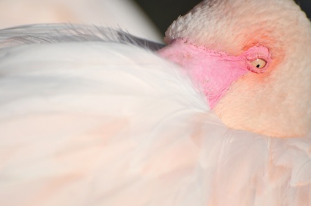 The details - the head and eye flamingoの写真素材