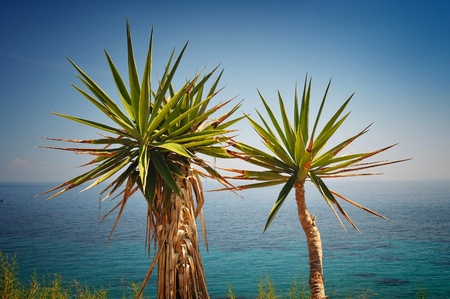 Two small palm trees and Mediterranean Seaの写真素材