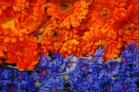 Medicinal herbs - the product of organic farming.の写真素材