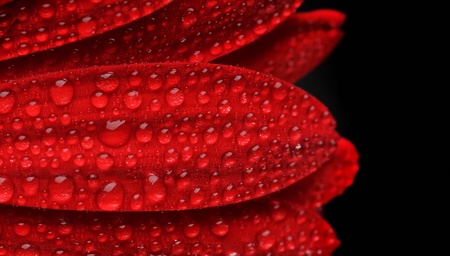 The detail shot - the flower and drops.の写真素材