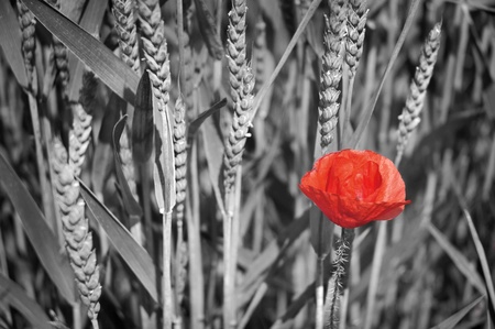 The red flower of the poppy in the grainの写真素材
