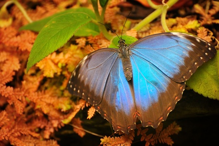 The blue butterfly sitting on a green leaf