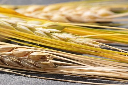 The detailed image of ripe barley .の写真素材