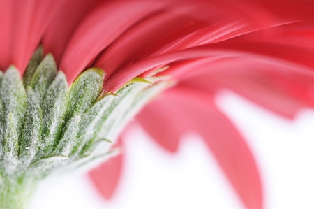 The detail of the gerbera on white backgroundの写真素材