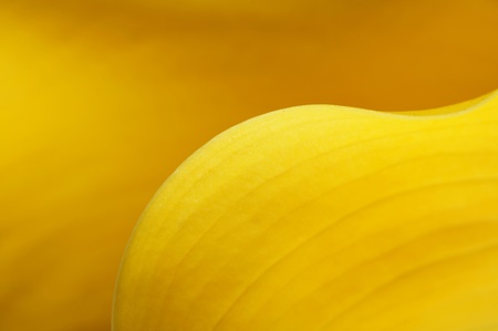 Yellow calla lily flower - abstract background .の写真素材