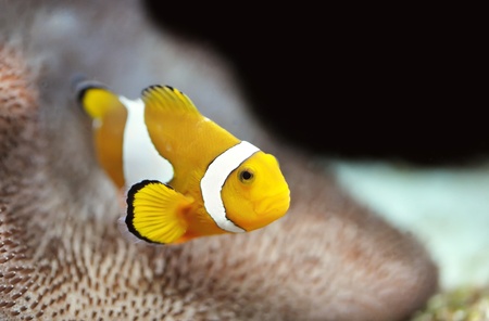 The Marine Fish - Ocellaris clownfishの写真素材