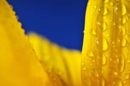 The detail - sunflower leaves and the drops.の写真素材