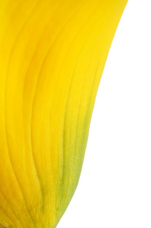 Yellow calla lily flower on a white background の写真素材