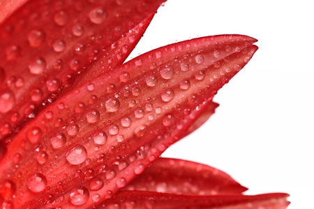 The detail shot - the flower and drops.の写真素材