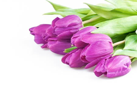The pink tulips on a white background .の写真素材