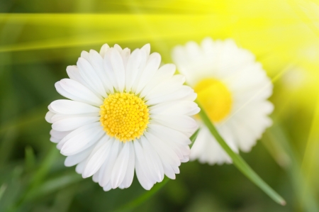 The detail of daisies in the grassの写真素材