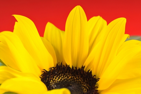 The detail - sunflower leaves on red background.の写真素材