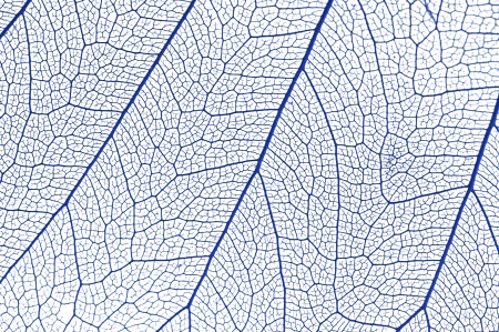 Dry leaf detail texture on white backgroundの写真素材