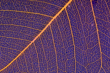 Dry leaf detail texture on blue backgroundの写真素材
