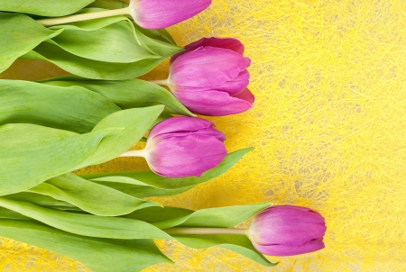 The purple tulips on a yellow backgroundの写真素材