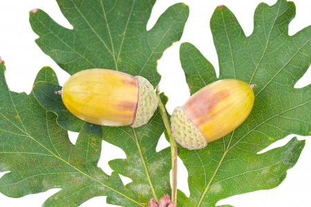 The acorns on the white background .の写真素材