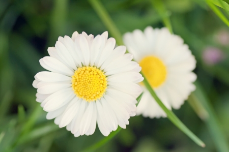 The detail of daisies in the grassの写真素材