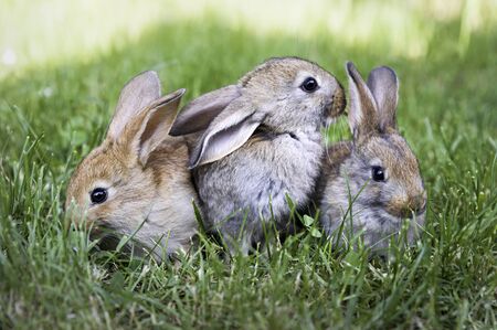 Three brown rabbits in the grassの写真素材