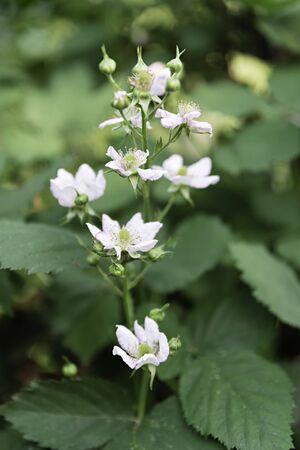 The Blackberry - flowering shoots of blackberryの写真素材