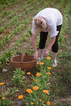 Organic Farming - Farmer harvests marigoldの写真素材