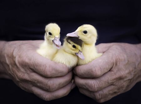 The man holds three small ducksの写真素材