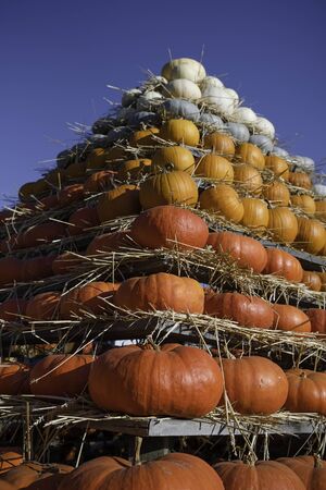 The pyramid of orange and white pumpkinsの写真素材