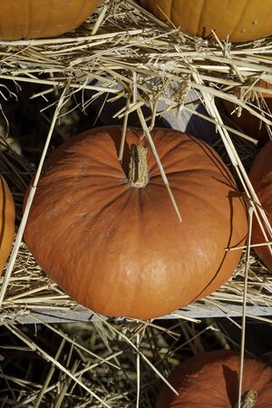 The orange pumpkins stacked in the rowsの写真素材