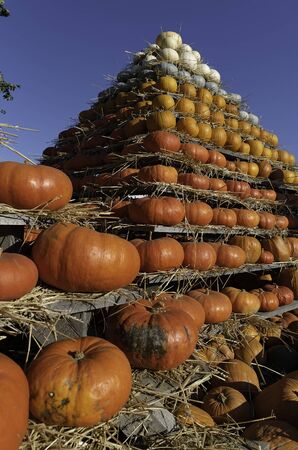 The pyramid of orange and white pumpkinsの写真素材