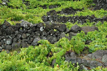 Typical Azores vinyard with rock wall dividersの写真素材