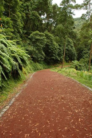 Path leading through a forested area of an Islandの写真素材