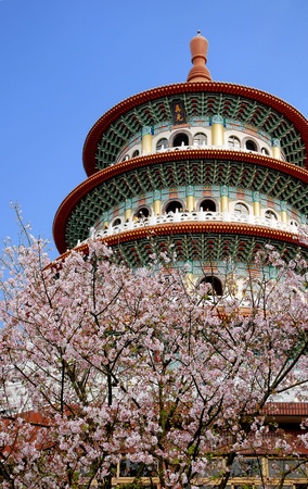 Cherry blossoms in full bloom under a blue skyの写真素材